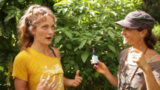 Uses for Tulsi Hydrosol from Kauai Farmacy [upl. by Lindgren]