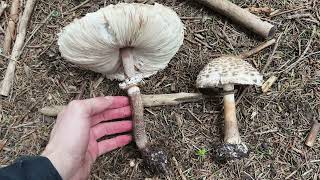 Diferencias entre el parasol bueno y el parasol enrojeciente Macrolepiota procera y M rhacodes [upl. by Jalbert963]