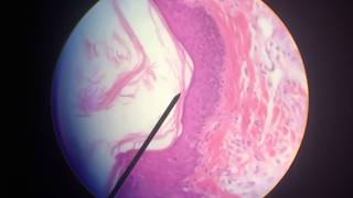 Tissue Histology  Epithelium Connective and Supportive Tissues [upl. by Nirehs662]