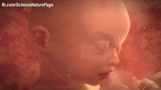 A short video From Conception to Birth [upl. by Macmillan351]