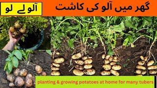 how to propagate potatoes at home for many tubers  gardening [upl. by Packer]