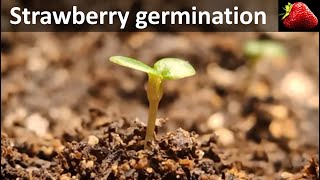 Strawberry germination timelapse [upl. by Rafaelita]