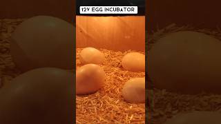 12 v egg incubator incubator hatching eggincubator [upl. by Davidde]