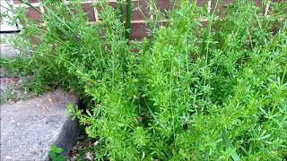 Bedstraw Cleavers Goosegrass Versatile Wild Plants [upl. by Nosnirb]