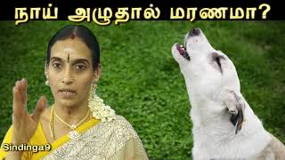 நாய் அழுதால் மரணமா The reason of dog Howling [upl. by Socram]