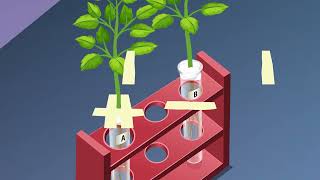 STUDY OF PHOTOTROPISM AND GEOTROPISM IN PLANTS [upl. by Schilling]