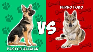 Pastor Aleman vs Perro Lobo  Quien Gana [upl. by Garda594]