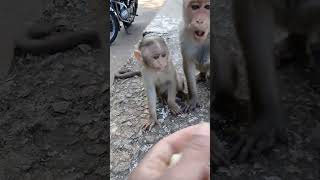 Mother Monkey Not Giving pineapple baby Monkey Monkeyeating bandar viralshort trending monkey [upl. by Keiko]