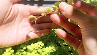 Sedum Makinoi Ogun Cuttings Update [upl. by Itra186]