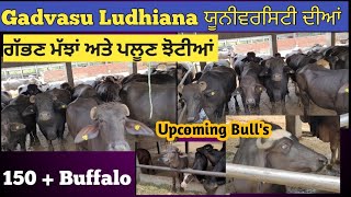 Gadvasu Ludhiana Buffalo Farm।। Murrah And Nilli Ravi Bull Gadvasu Ludhiana University [upl. by Rogozen]