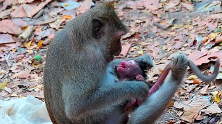 What happens to a newborn While mother Juliana refuses milk  Real Angkor Monkey [upl. by Surtemed551]