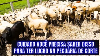 OS SEGREDOS DA RECRIA LUCRATIVA NA FAZENDA [upl. by Tibbetts214]