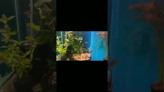 Fish Shopping in India  Delhi Fish Aquarium Market  Call 9717834073 shorts viral trending 348 [upl. by Gaudette422]