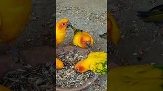 Sun conure Most beautiful parrot birdsvideoshorts [upl. by Nitsoj]