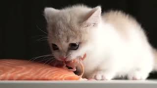 Kitten eats salmon with doom music [upl. by Christi308]