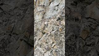 Ibexes somewhere in gilgitbaltistan youtubeshorts reels mountains shorts share shortvideo [upl. by Fassold]