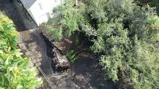 Massive Tree Uprooted in Tampa by Powerful Helene Winds [upl. by Latsyrk]