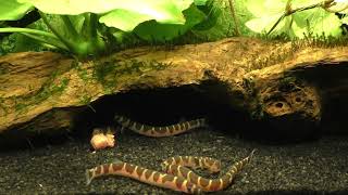 The Ultimate Kuhli Loach 101 Guide Tank Size Breeding and Compatible Tank Mate [upl. by Bank908]