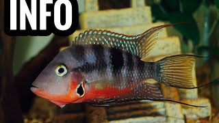 Firemouth Cichlid Care Guide [upl. by Notliw968]