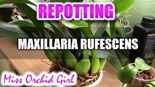 Repotting Maxillaria Rufescens Orchid [upl. by Eidda291]