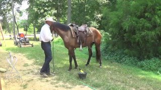 Helping a Horse Stand Still for Saddling [upl. by Muriah892]