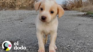 Cachorro encontrado con basura no dejaría de temblar  El Dodo [upl. by Torrence]