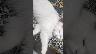 Good airconditioninghappy meower😂 catlover catvideos [upl. by Notnroht772]