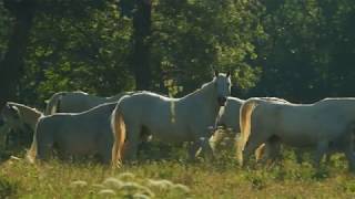 Lipica  The Cradle of the Lipizzaner [upl. by Swainson]