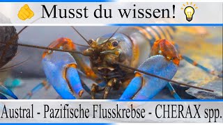 Haltungsbedingungen und Infos zu Austral  Pazifischen Flusskrebsen  CHERAX spp  Aquarium [upl. by Merill66]