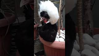 Ayam hias white crested black polish [upl. by Ainot]