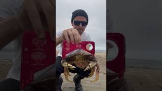 Oregon Coast KEEPER Dungeness Crab Male 5 34 inch 080224 crabbing seafood outdoors fishing [upl. by Rome]