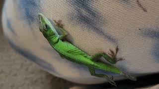 Anole Lizard jumping [upl. by Bowerman]