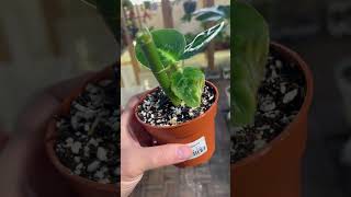 dieffenbachia reflector انتاج محمية صديق البيئة [upl. by Leind]