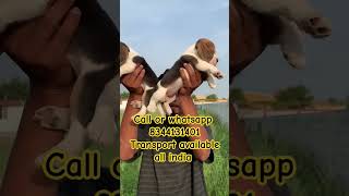 Beagle puppy sale Tamilnadu Kerala palakkad Thrissur ernakulam Alappuzha Idukki bangalore chennai [upl. by Lawlor445]