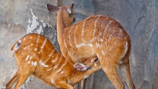 Sitatunga Tragelaphus spekii or Marshbuck Antelope [upl. by Imac]