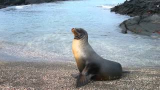 Sonido de Foca  Sonidos de Animales para Niños [upl. by Ladnik]