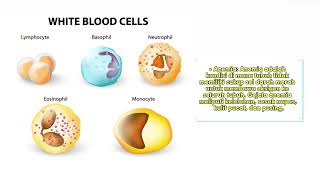 Anemia Fanconi [upl. by Morse]