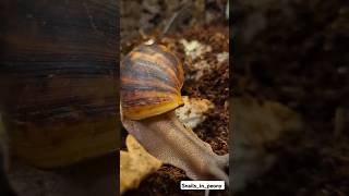 Snail sniff test 🐌🐽africansnail snail snifferdogs animal meme archachatinamarginataovumxxl [upl. by Alage373]