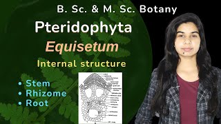 Pteridophyta  Equisetum  Internal structure  Botany  B Sc amp M Sc [upl. by Hilleary430]