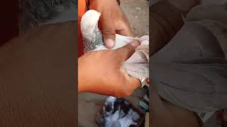 song pigeons kiteflyer bird music hindisong love pigeons pigeon kiteflyer bird kabutar [upl. by Aisiat]