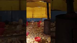 Broiler poultry farming  Brooding system Day 1 chicks poultryfarming poultry THIRUPATHIGODUGU [upl. by Aynekal]