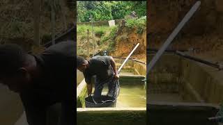 La Production en étang aquaculture pisciculture fishfarming [upl. by Siroled]