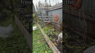 Normalize Trending Chickens Free Ranging In The Garden [upl. by Khichabia]