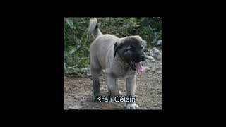 Kangal vs PitbullEjder [upl. by Notlaw531]