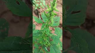 Amaranthus retroflexus  Redroot pigweed  Cholai [upl. by Taryn421]