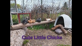 Hanging with the chicks chicken bantam raisingchickens [upl. by Cir641]