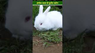 अंगोरा नस्ल के खरगोश पालन से शुरू किया कपड़ों का बिज़नेस  Angora Rabbit Farming [upl. by Akiehsal]