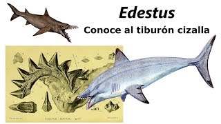 Edestus Descubre el misterio del tiburón cizalla [upl. by Airdnna]