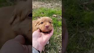 Nova Scotia Duck Tolling Retriever Puppy  Toller Puppy K5 [upl. by Fayth189]