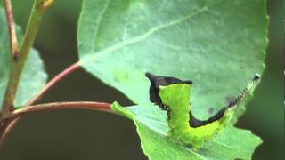 Braconidae  Cotesia affinis parasitized caterpillars of Cerura vinula [upl. by Llehsyt]